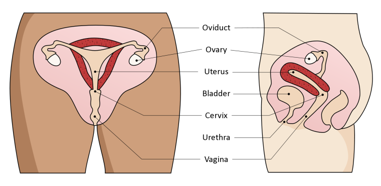 female_reproductive_system_big
